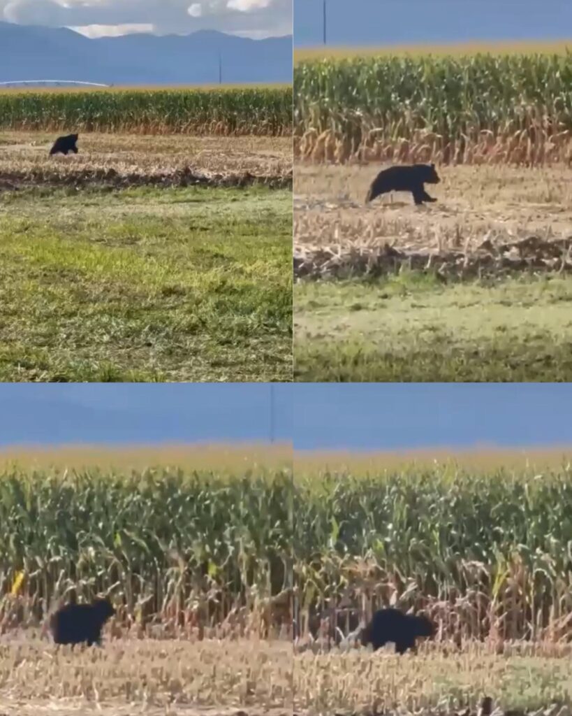 Alerta presencia de oso en Guadalupe Victoria