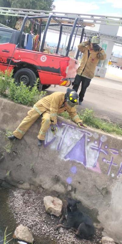 Bomberos rescatan de canal a perrito lesionado