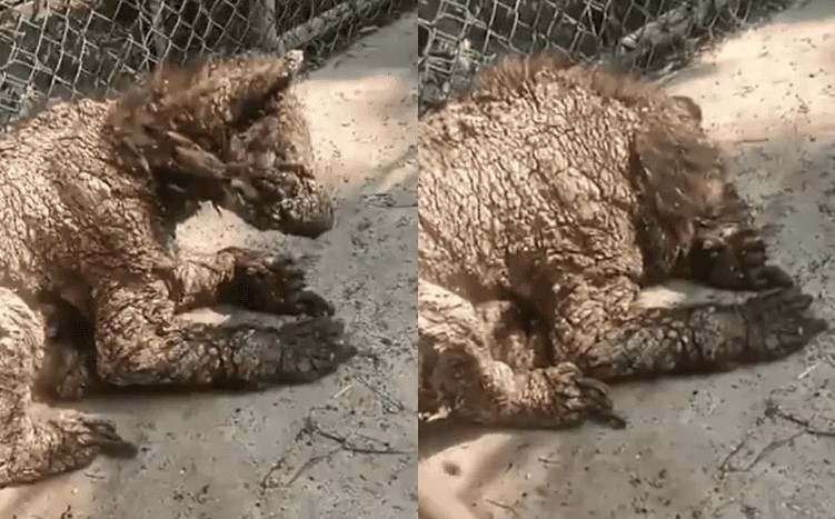 Denuncian presunto maltrato animal en el Zoológico de Nuevo León