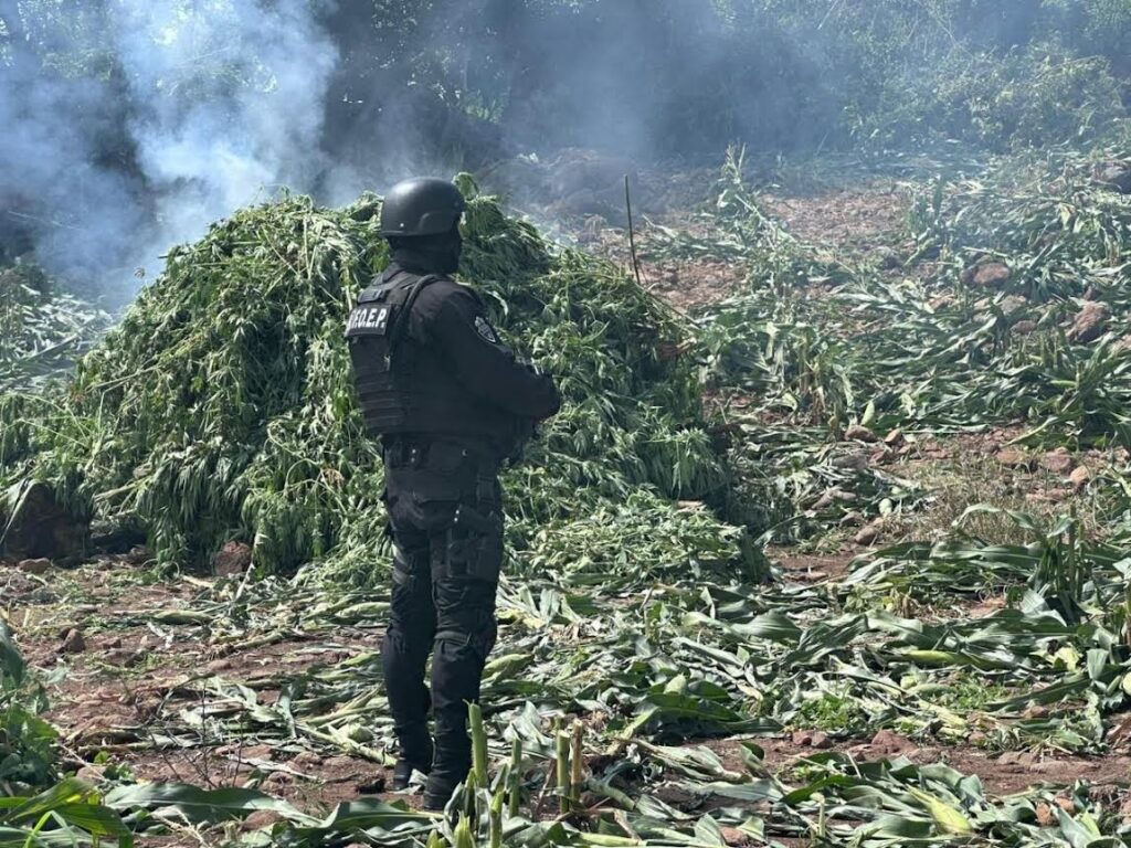 Policía de Jalisco destruye plantío con cerca de 70 mil plantas de marihuana en Tequila