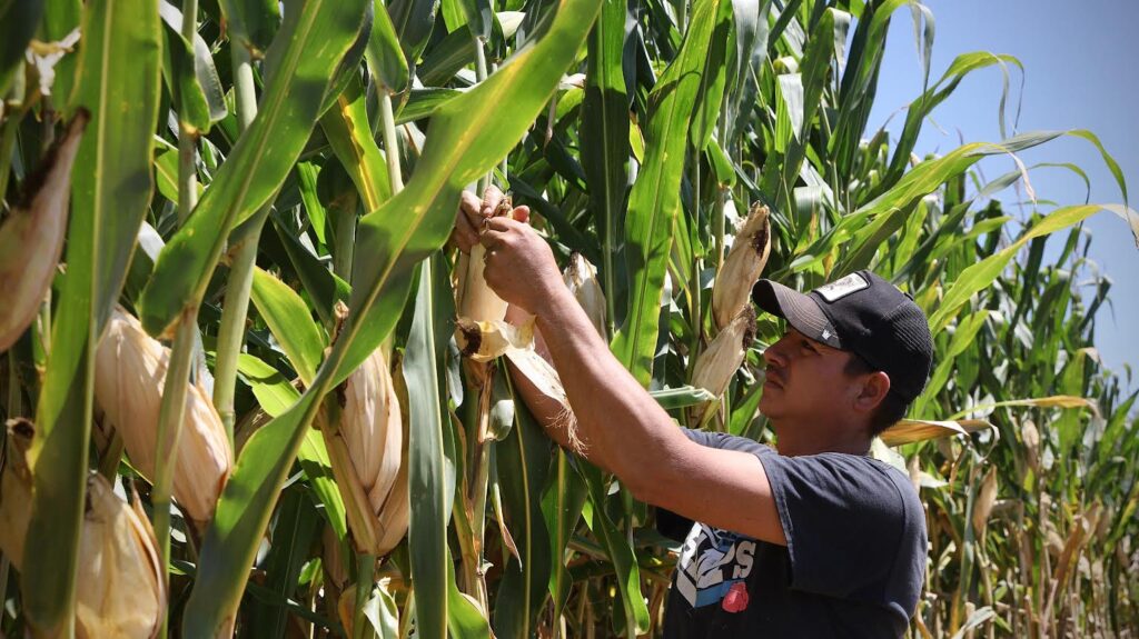 SADER Jalisco refuerza respaldo a productores de maíz con apoyos y diálogo permanente