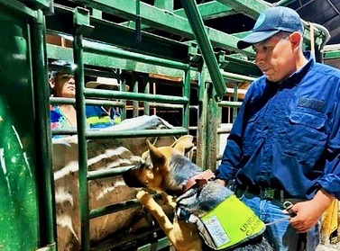 Jalisco mantiene estatus libre de Gusano Barrenador del Ganado