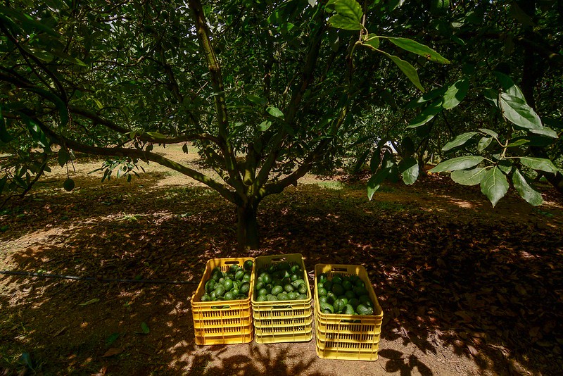 Declaran a tres municipios y un área agroecológica de Jalisco como zonas libres de barrenadores del aguacate