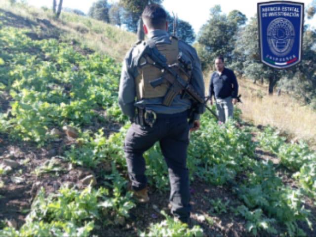 Destruye AEI más de siete mil plantas de amapola en Guadalupe y Calvo