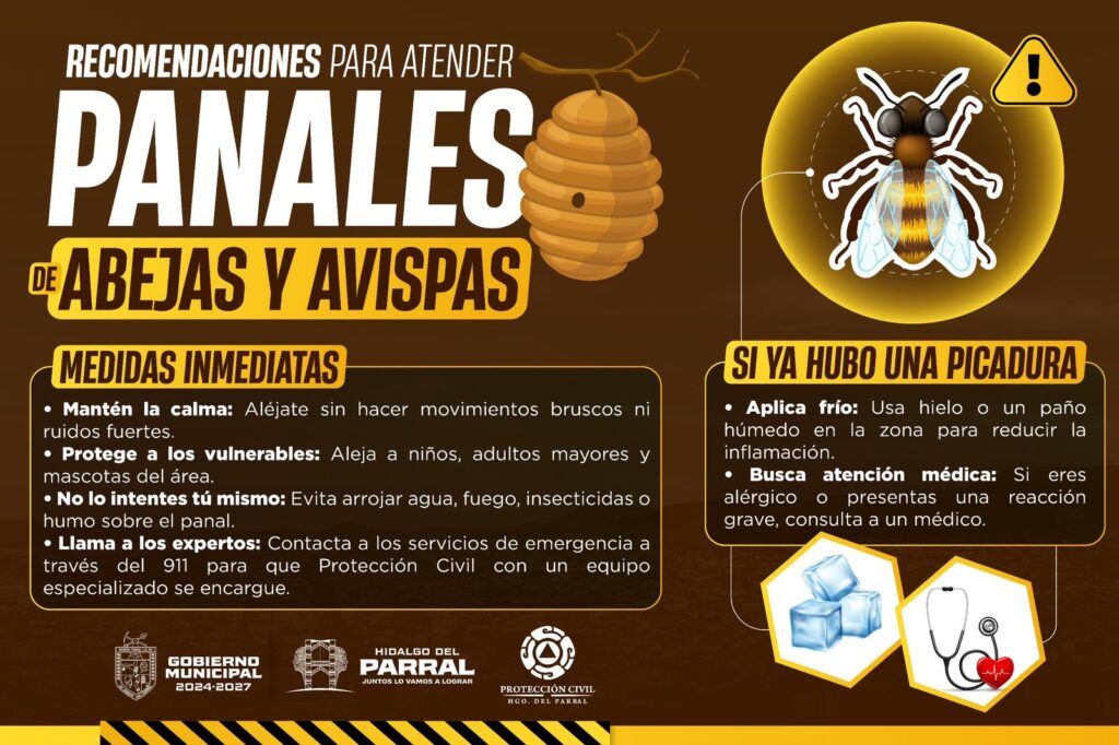 Gobierno de Parral refuerza medidas ante presencia de panales de abejas y avispas