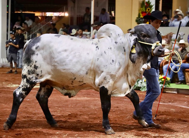 Abre SADER Jalisco ventanillas en la Expo Ganadera para adquisición de sementales