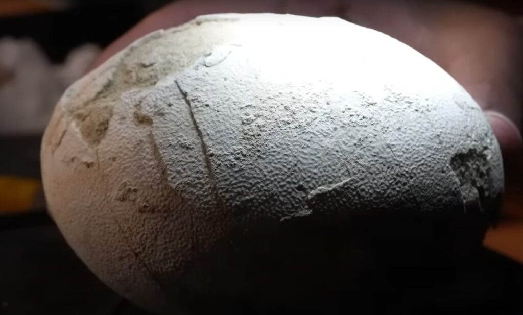 ¡Como en Jurassic Park! Paleontólogos hallan huevo de dinosaurio intacto en pleno streaming