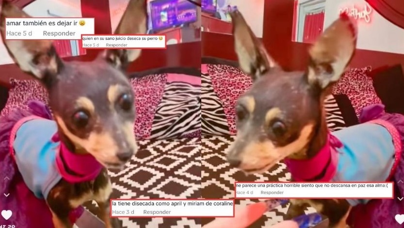 Joven diseca a su perrita muerta