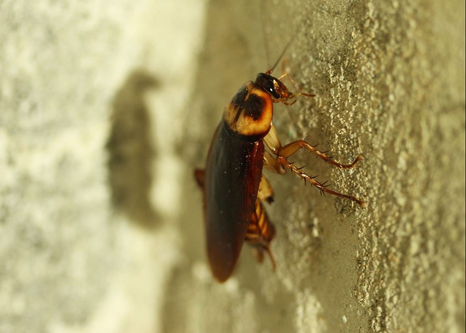 Mujer incendia su edificio al Intentar «eliminar» una cucaracha