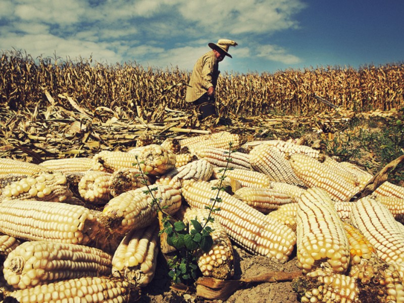 Sader y productores de maíz alcanzan acuerdo: fijan precio base y nuevos apoyos