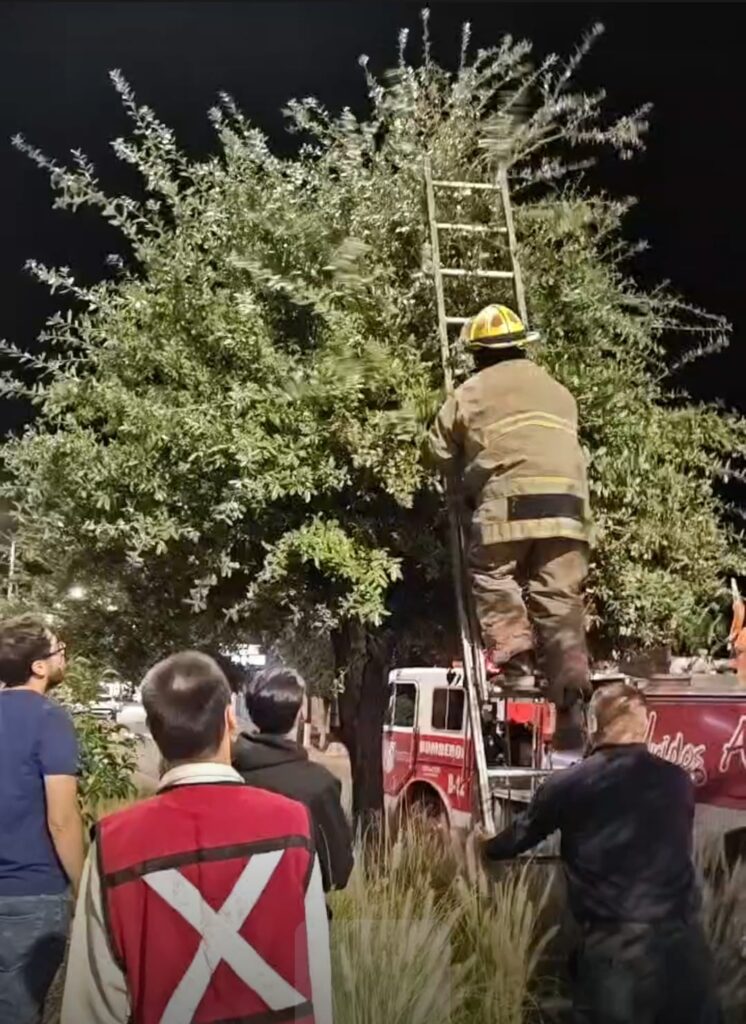 Rescatan a un minino en apuros en la glorieta Ortiz Mena