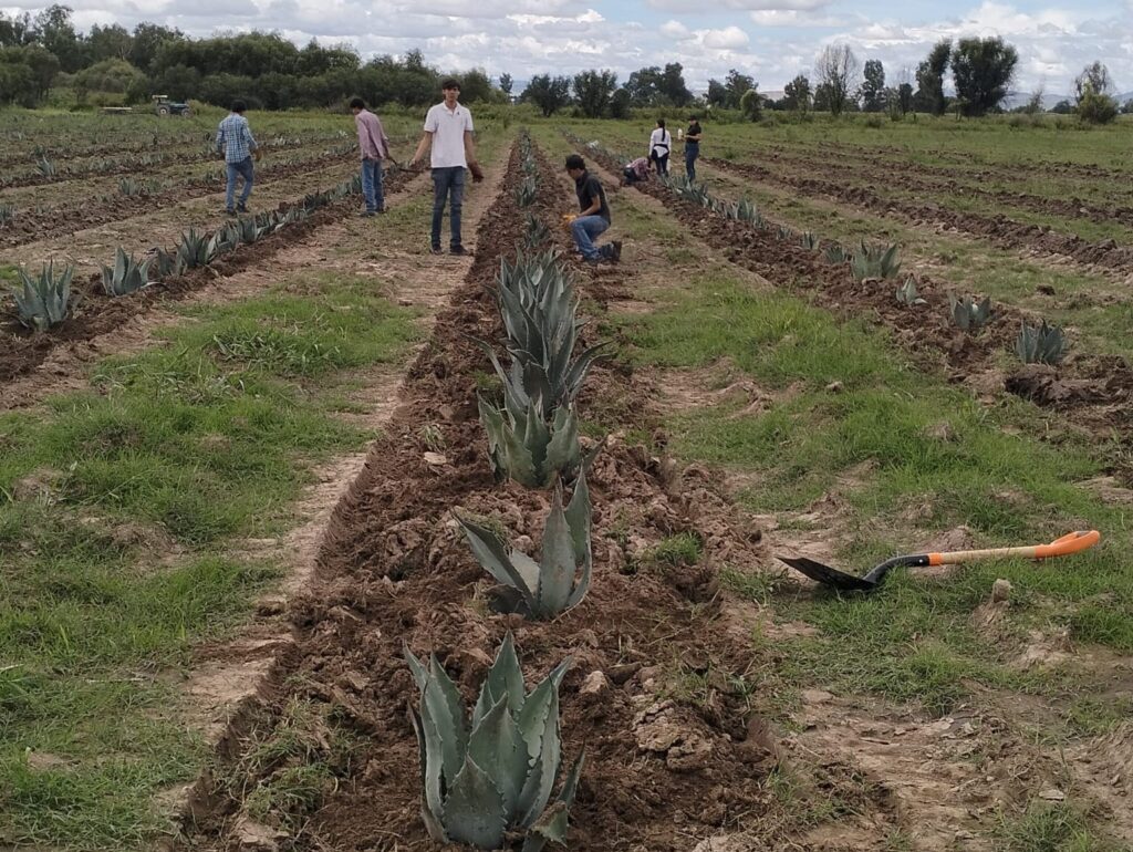Sin agave no hay mezcal: proponen plantaciones tecnificadas para rescatar la producción en Durango