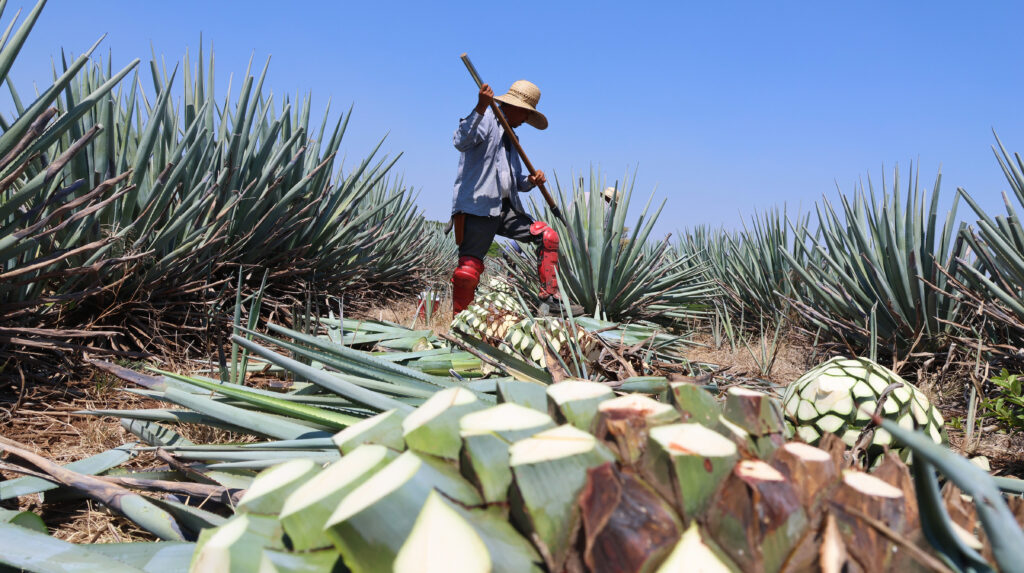 Más de mil 300 agaveros ya cuentan con la certificación “Agave Responsable Social”