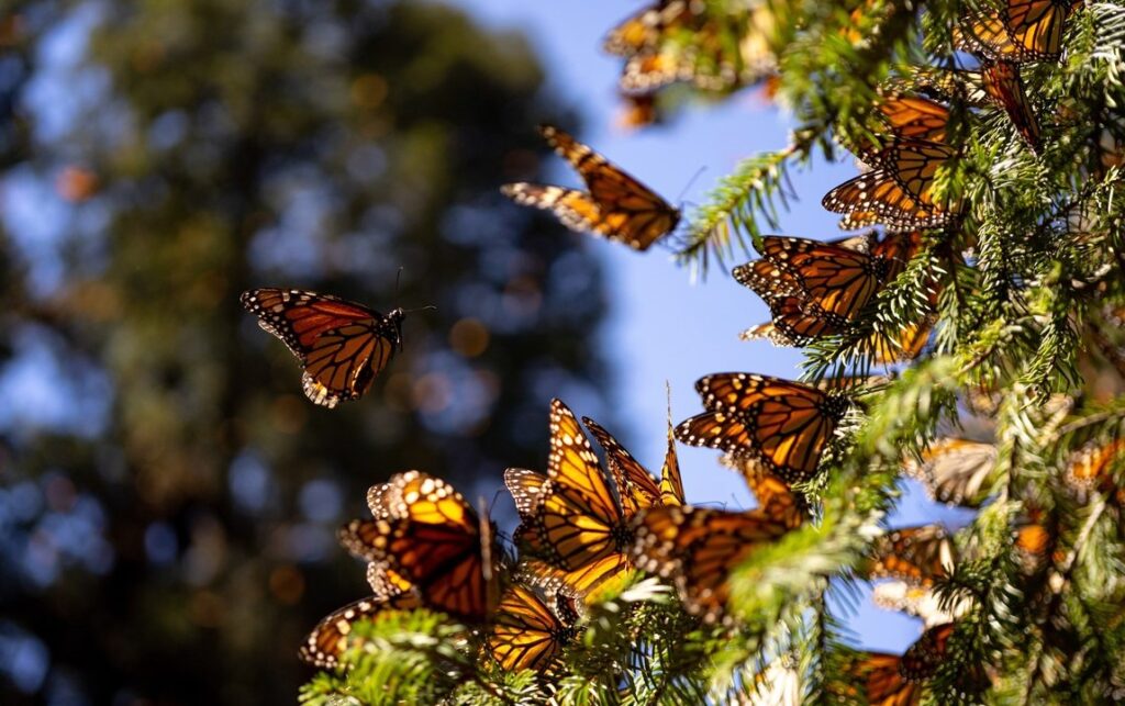 La Cámara de Diputados declara el 10 de noviembre como Día Nacional de la Mariposa Monarca