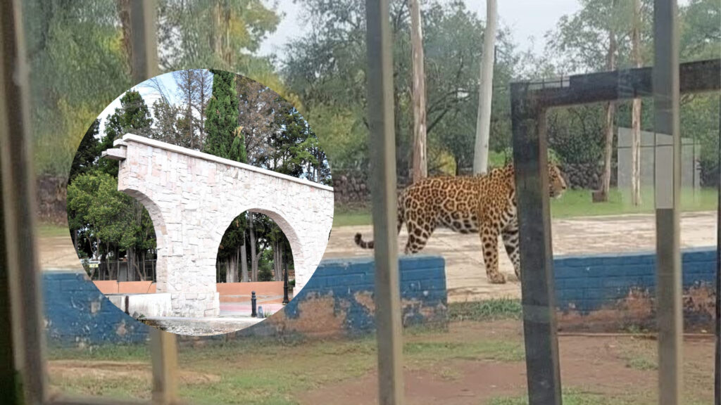 ¿Falsa Alarma, era un leopardo, un puma o una mala broma?