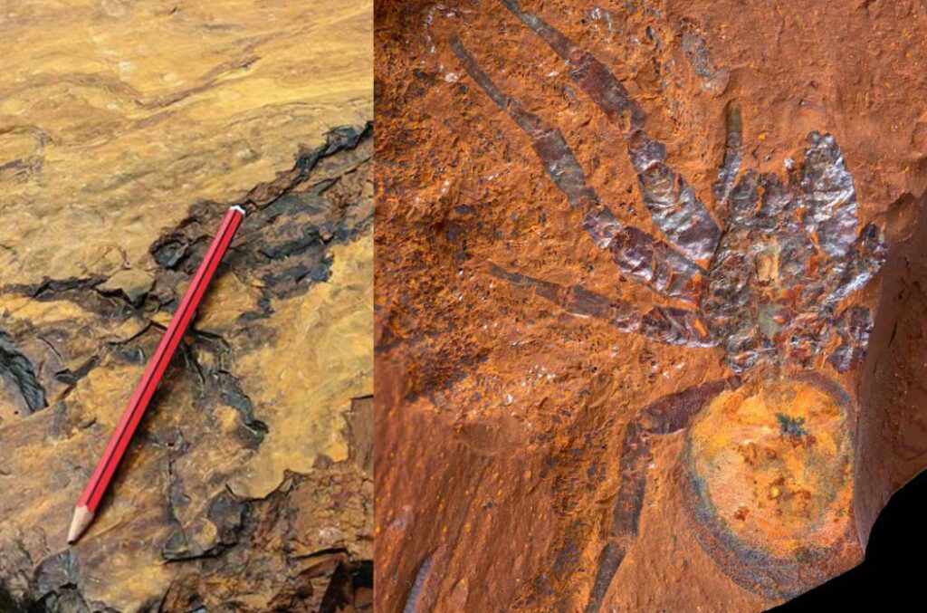 Descubren una roca roja que Congeló Fósiles