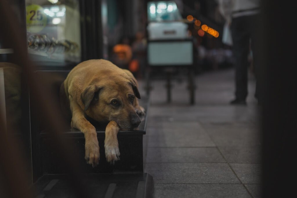 Turquía ratifica su decisión de sacrificar a los perros callejeros por ley