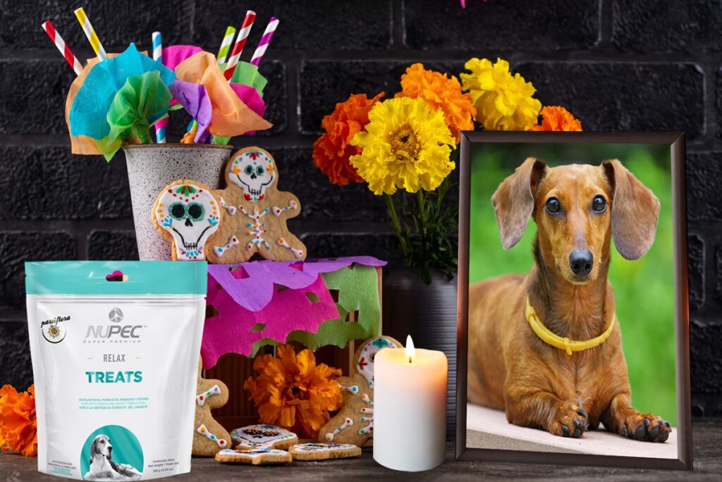 Día de Muertos: ¿Cómo hacer un altar para tus mascotas fallecidas?