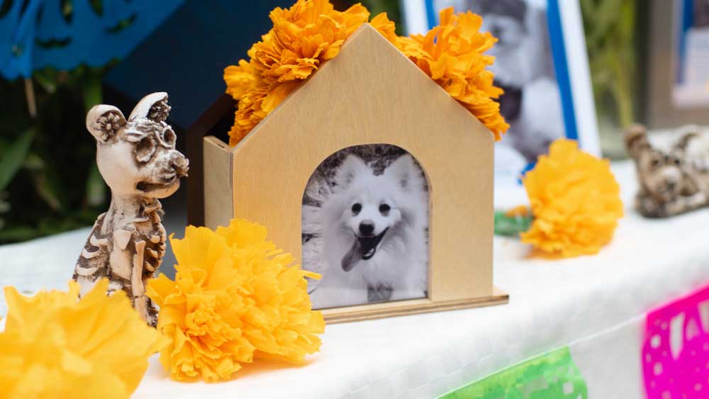 Captan en video el alma de un perrito que regresa a su casa