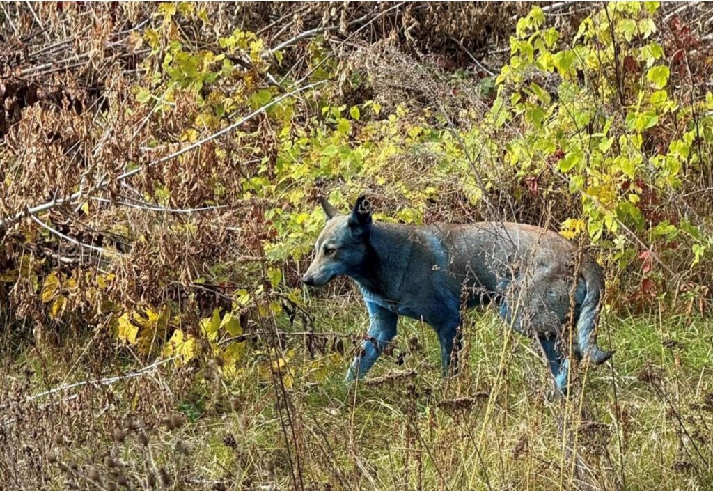 Descubren «perros azules» en Chernóbil a casi 40 años del desastre nuclear