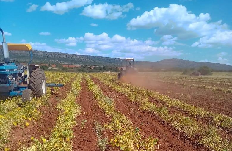 Incentivos al campesino: la propuesta de Durango para la comercialización del frijol