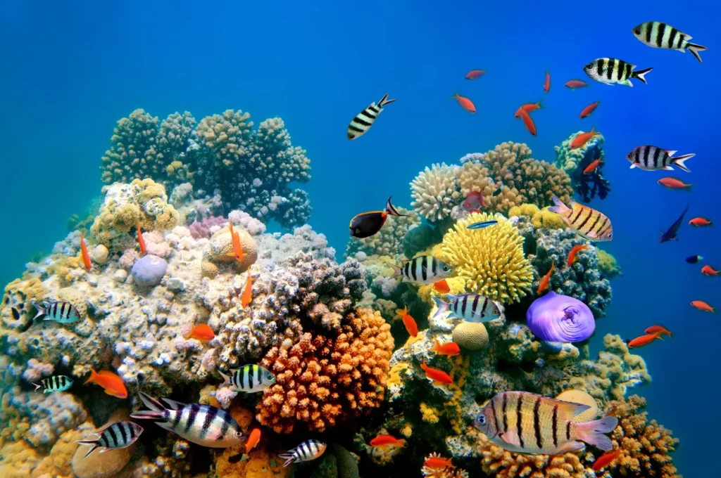 Arrecifes de Coral podrían extinguirse: Un llamado urgente a la acción