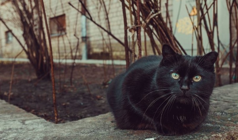 Prohibición de adopción de gatos negros hasta después de Halloween