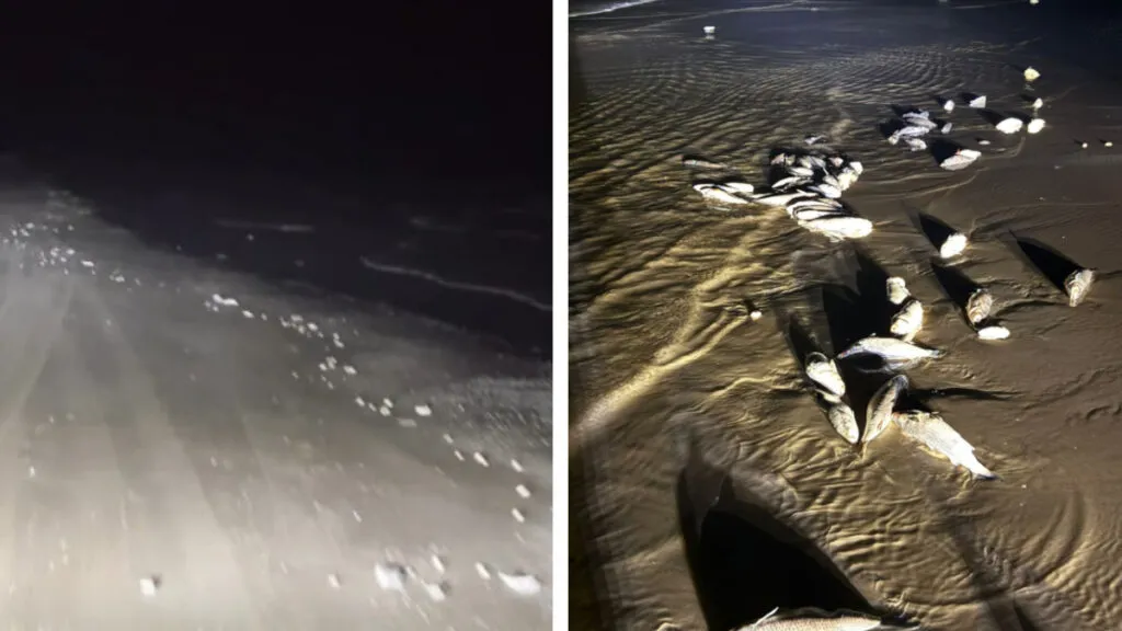 Emiten alerta por residuos de cohete Starship; fauna muerta y desechos en Playa Bagdad