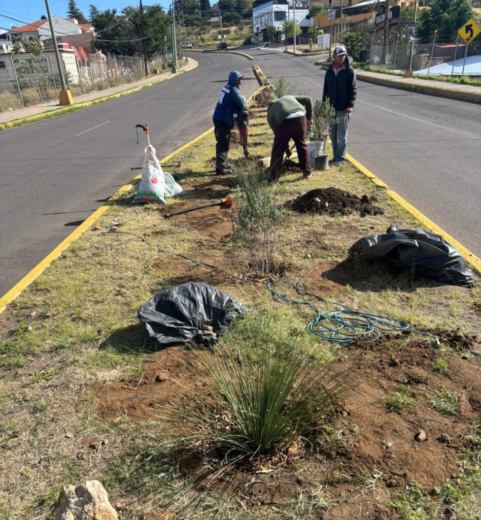 Gobierno de Parral impulsa la recuperación y reforestación de camellones en la ciudad
