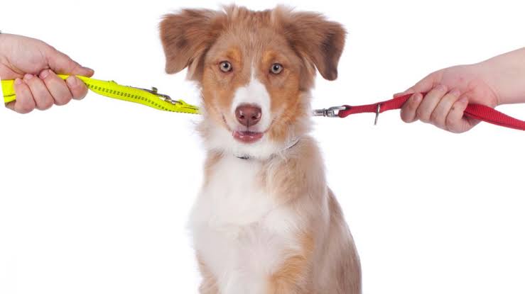 En divorcios, juez decidirá quién se queda con el perro: avanza nueva ley en Durango