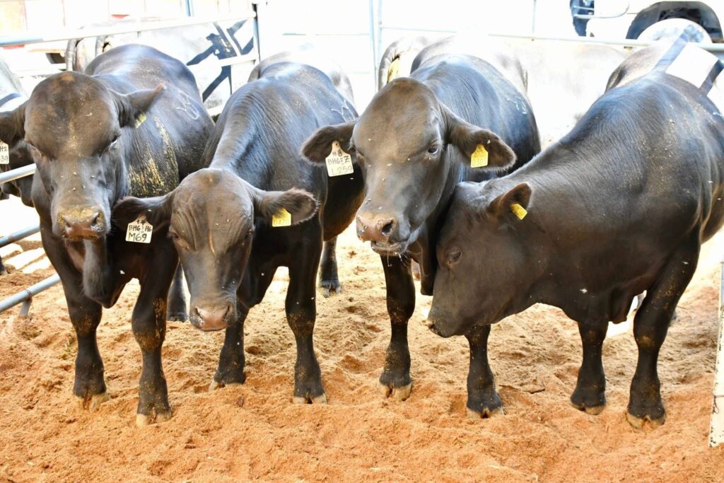 Durango garantiza cumplimiento del programa ganadero ante alta demanda de sementales: SAGDR