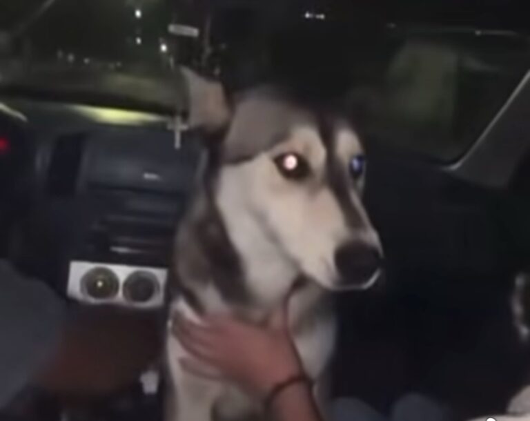 Indignación en Madera: jóvenes obligan a perrito a beber alcohol y generan ola de repudio en redes
