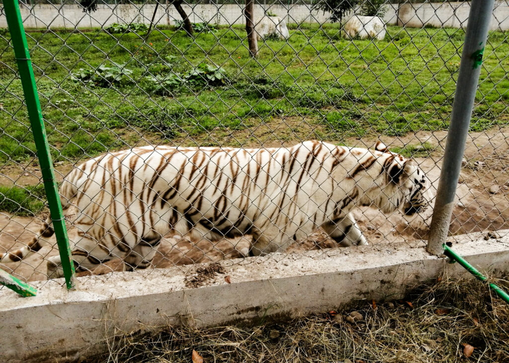 Tigre de Bengala escapa del Zoológico de Puebla; Ya fue localizado sin vida