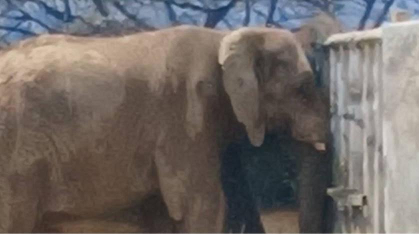 Denuncian abandono del elefante «Monty» en Zoológico de Nuevo León