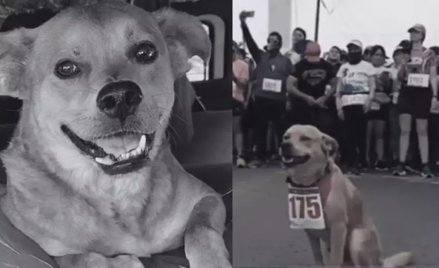 ‘Chicles’, el perrito maratonista fallece por envenenamiento