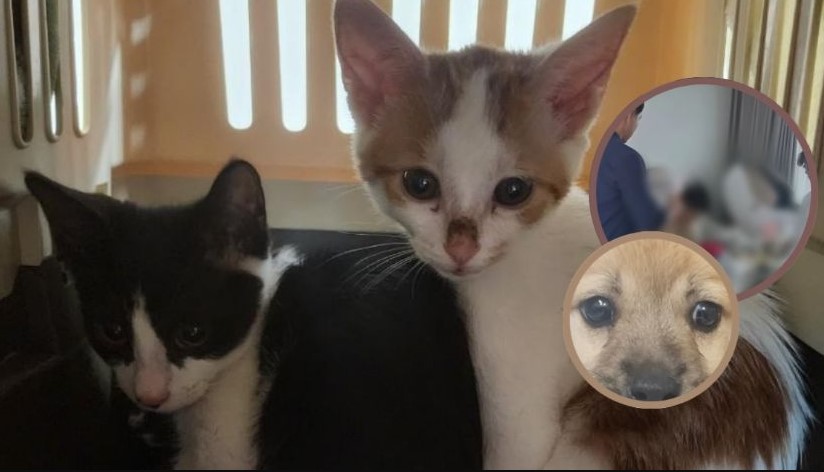Investigan a Joven Coreano por Adoptar Perros y Gatos para Dejarlos Morir