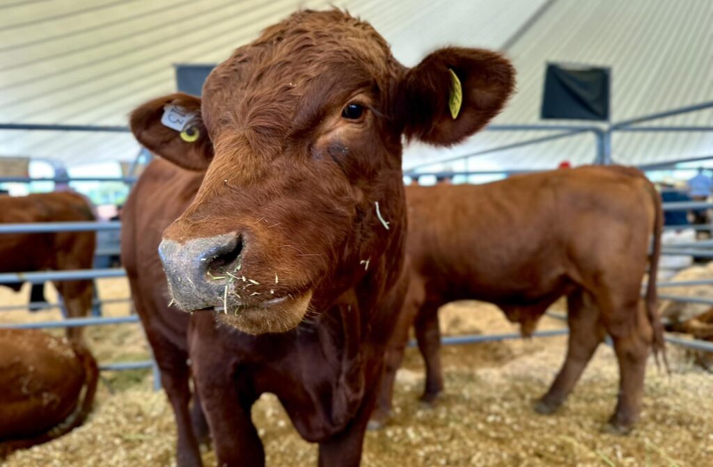 Durango transforma su ganadería: de la exportación en pie a la producción de carne de alta calidad