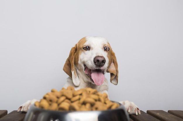 Proponen impuesto cero en alimentos y medicinas para mascotas