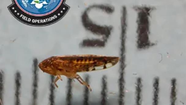 Inédito hallazgo de insecto Osbornellus salsus en cargamento mexicano