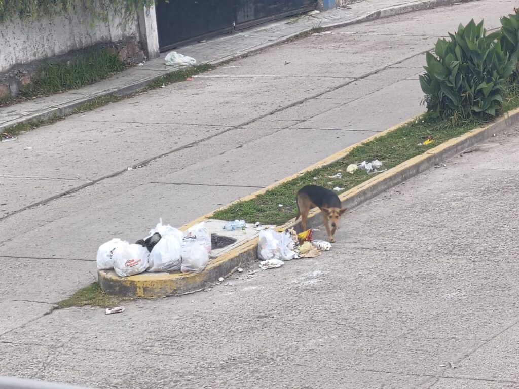 Piden atender basura y perros callejeros