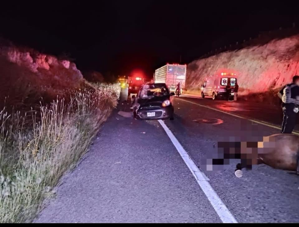 Choca contra semoviente y queda lesionado