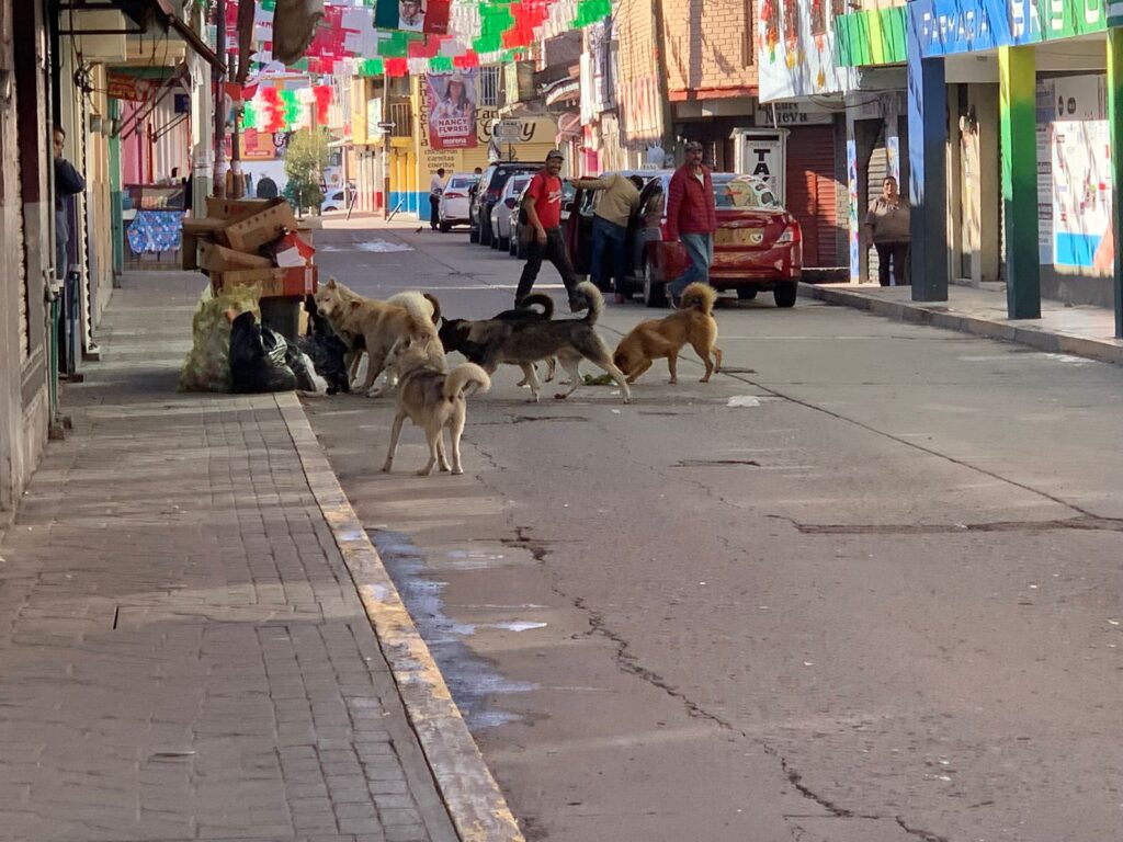 Piden intervención de Policía Ambiental por perros