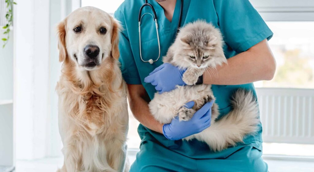Campaña de esterilización en Guanaceví busca frenar proliferación de perros y gatos callejeros