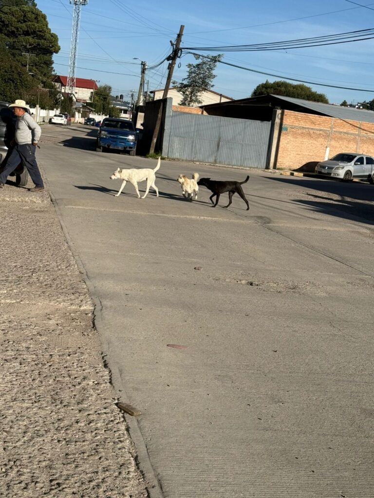 Persisten quejas por perros agresivos en El Salto