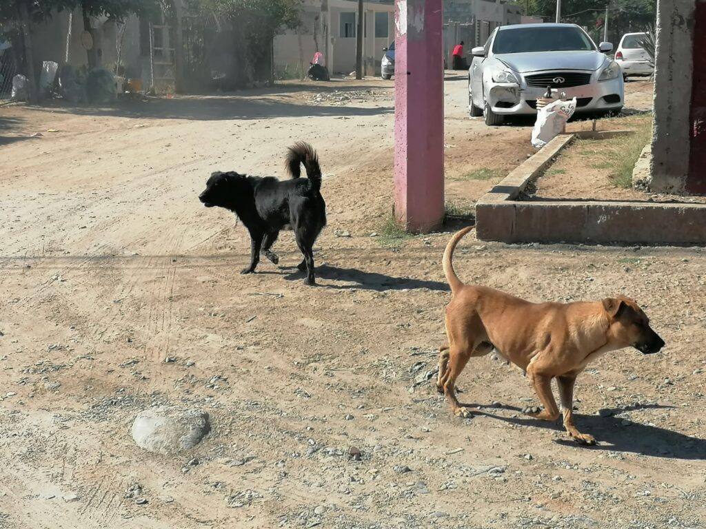Niño de 10 años sufre fractura tras ataque de perro en Santiago Papasquiaro