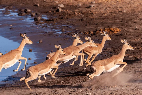 Animales le temen más a las voces humanas