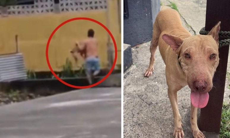 Captan a hombre lanzando perritos a la corriente de un río