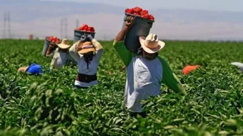 Detienen a Rodolfo ‘N’ por explotación laboral de indígenas