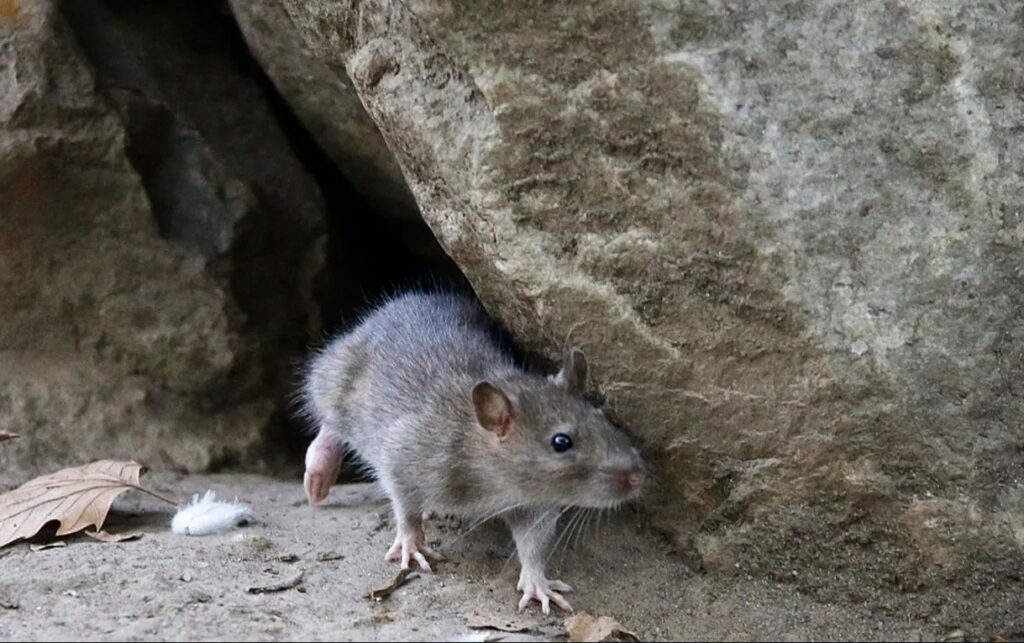Aumento de la Población de Ratas: Un Problema Urbano Creciente