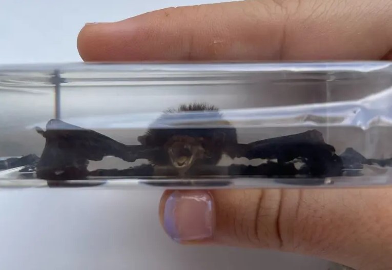 Joven compra figura decorativa y recibe un murciélago real